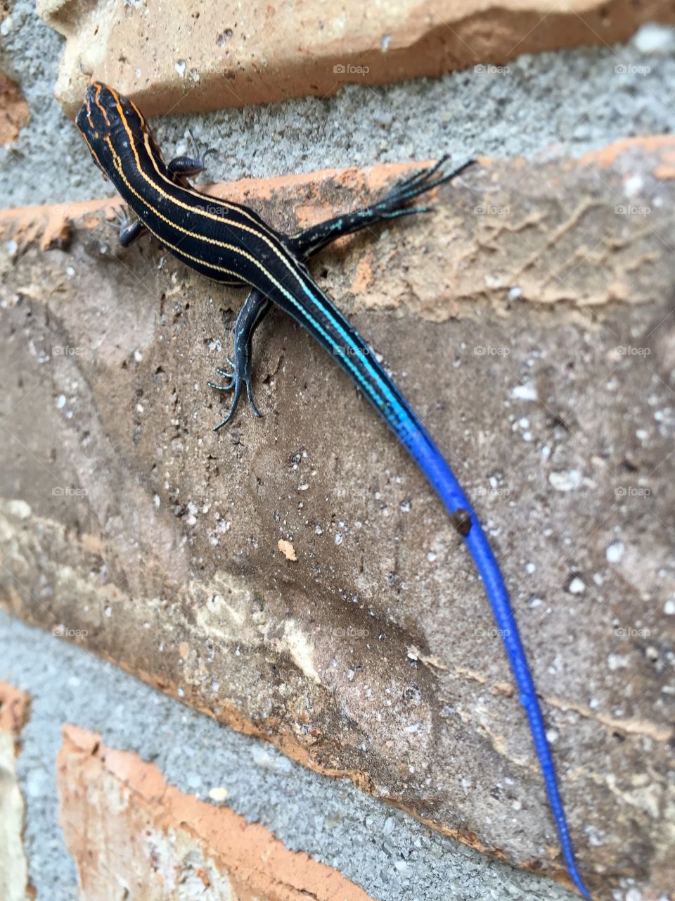 Skink