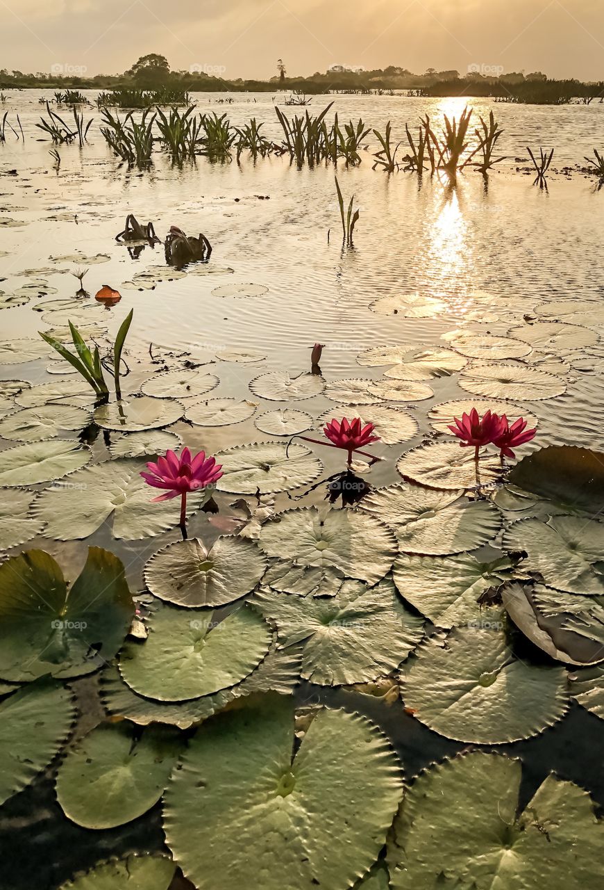 Lily flowers and sunrise in lake