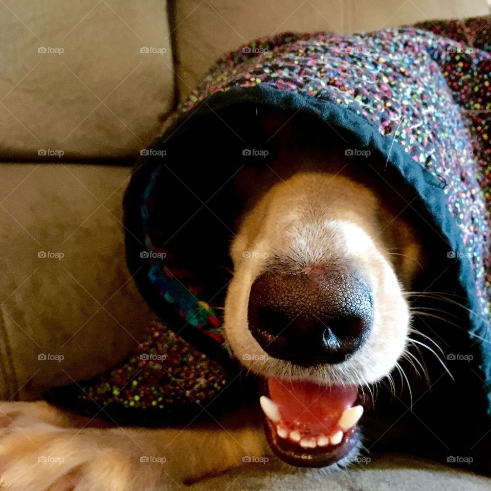 Cooper hiding under blanket