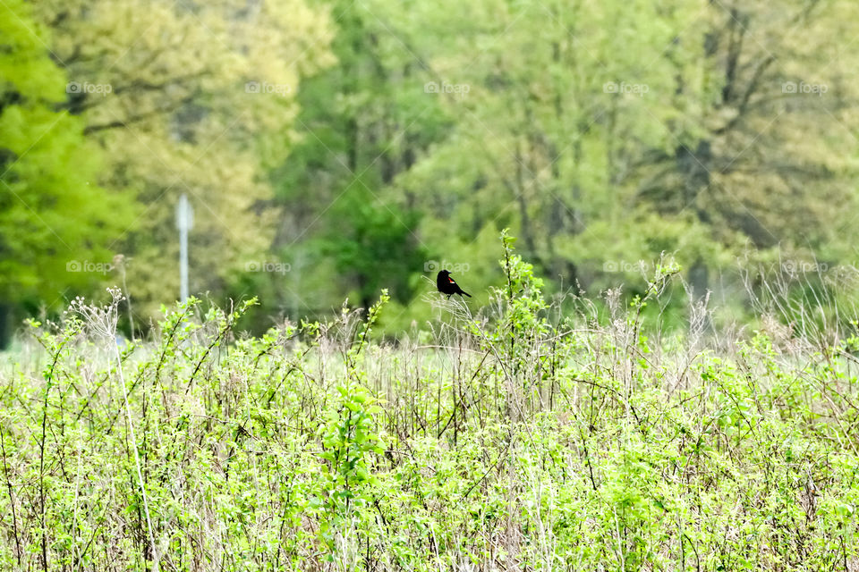 Nature, Landscape, Outdoors, Wood, Grass