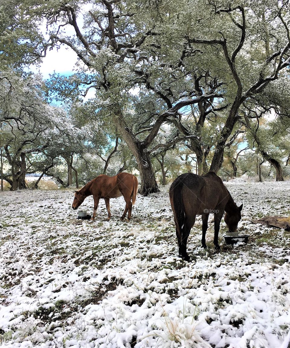 Horses in the snow 
