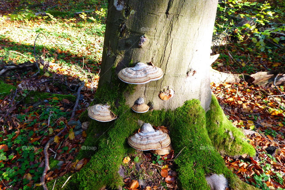 tree mushrooms in the forest