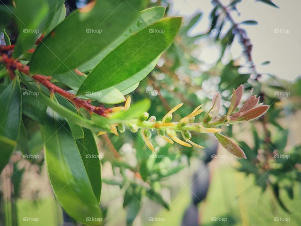 Bottle brush leaf