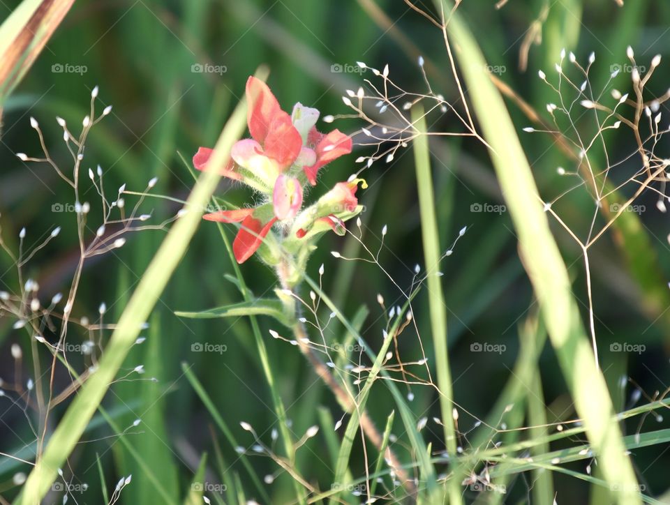 Indian paintbrush 