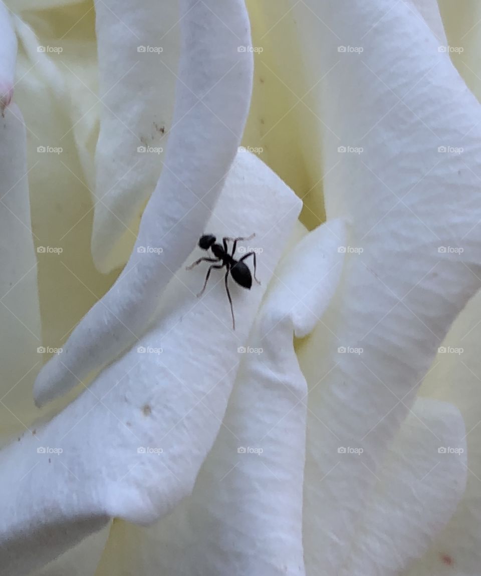 Ant and flower 