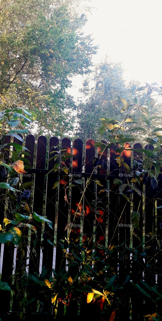 red reflections od sun rays on a wooden  fence at sunrise