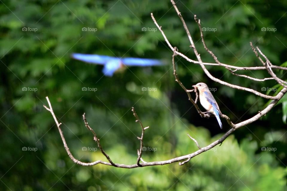 Feeding time. Female bluebird with worm