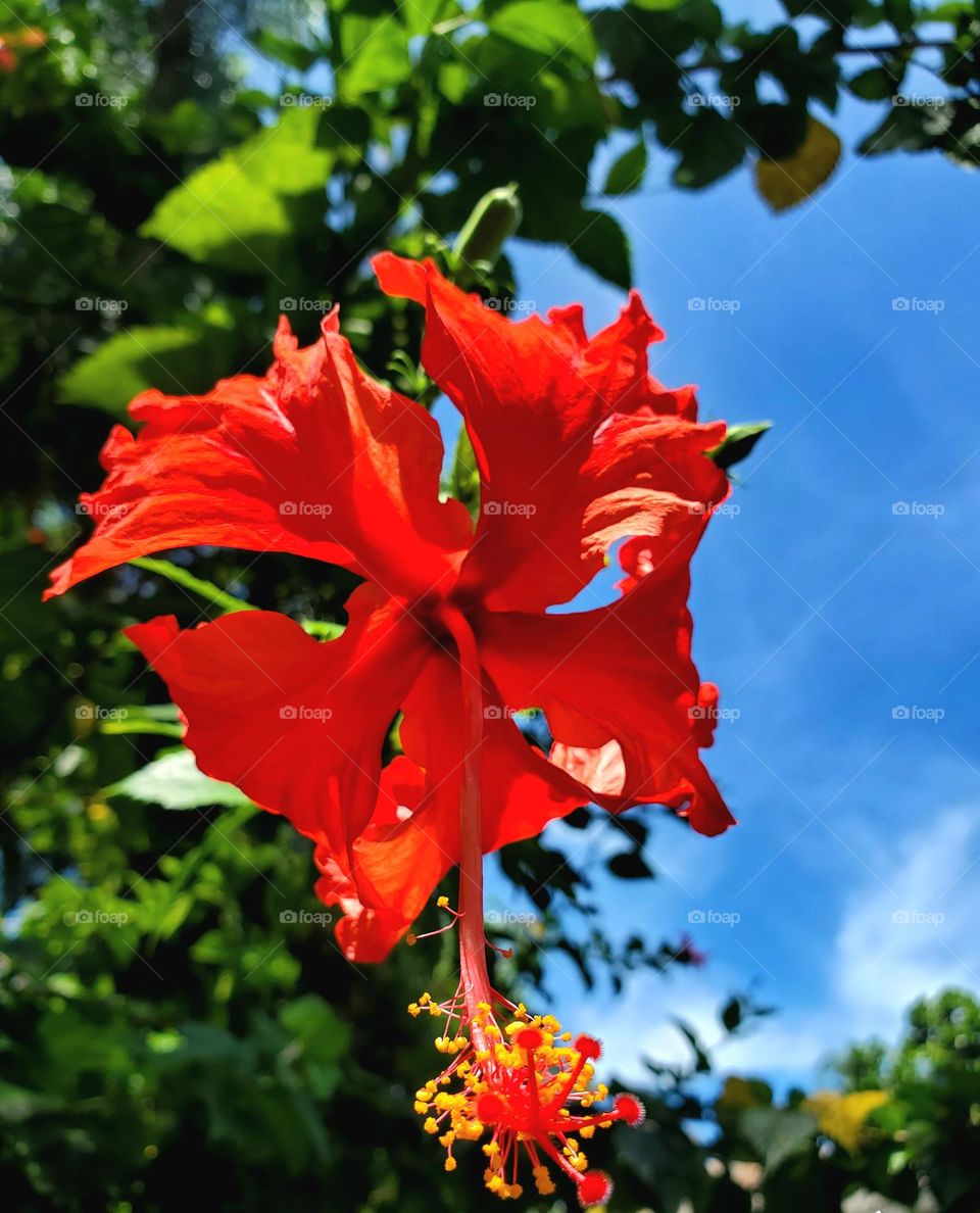red hibiscus flower Sri Lanka