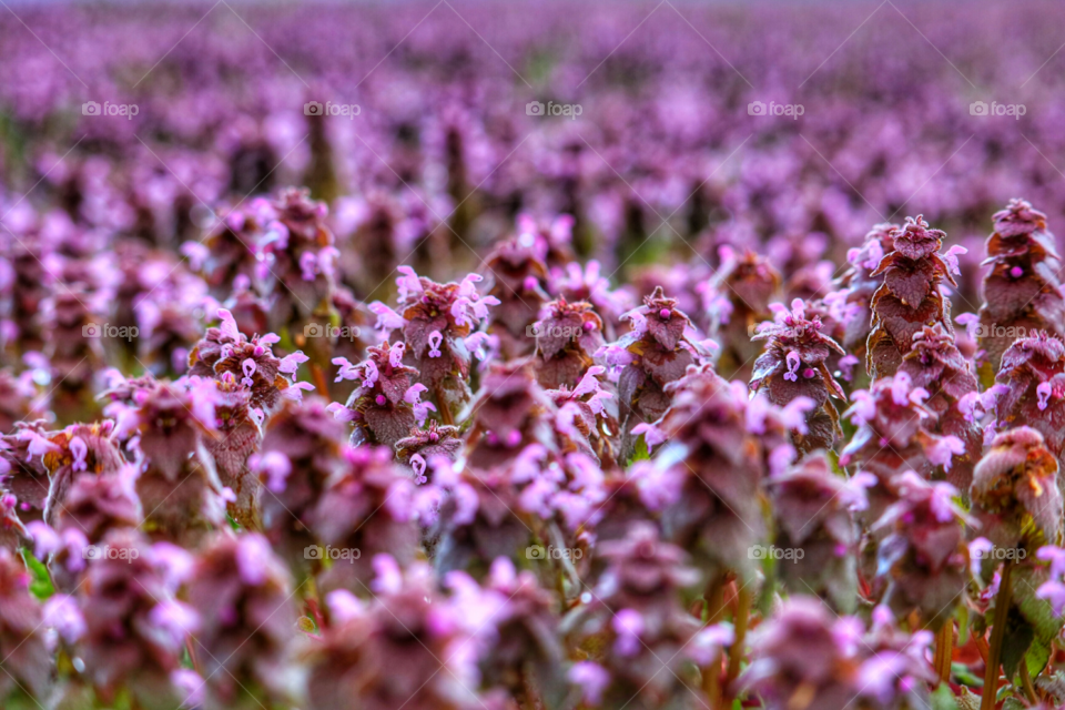 Close-up of purple flowers