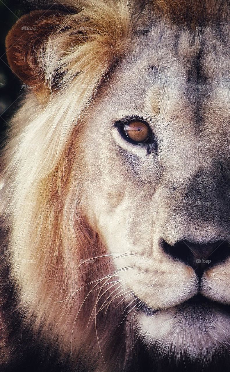 awesome male lion .moments like this.