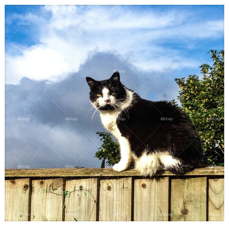 Cat on a fence #2