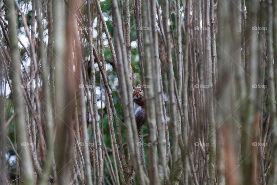 Curious squirrel looks at the camera through a crack in the bare branches of a plant in winter