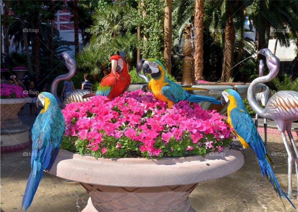 macaws in flowers