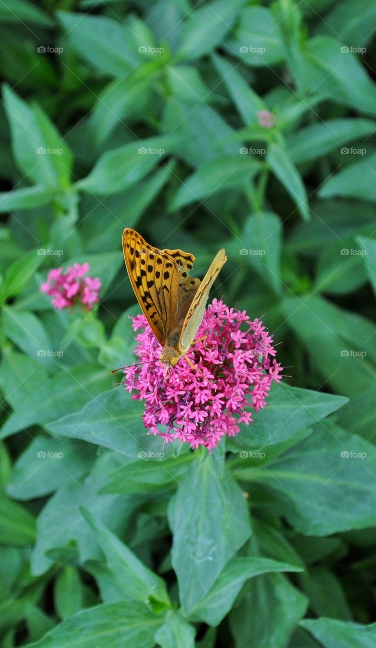 A close-up of a beautiful butterfly on a pink flower with so many green leaves around.