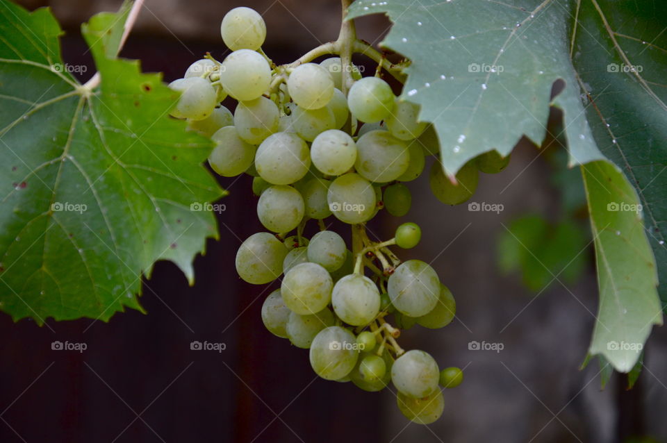 bunch of grapes still on the tree