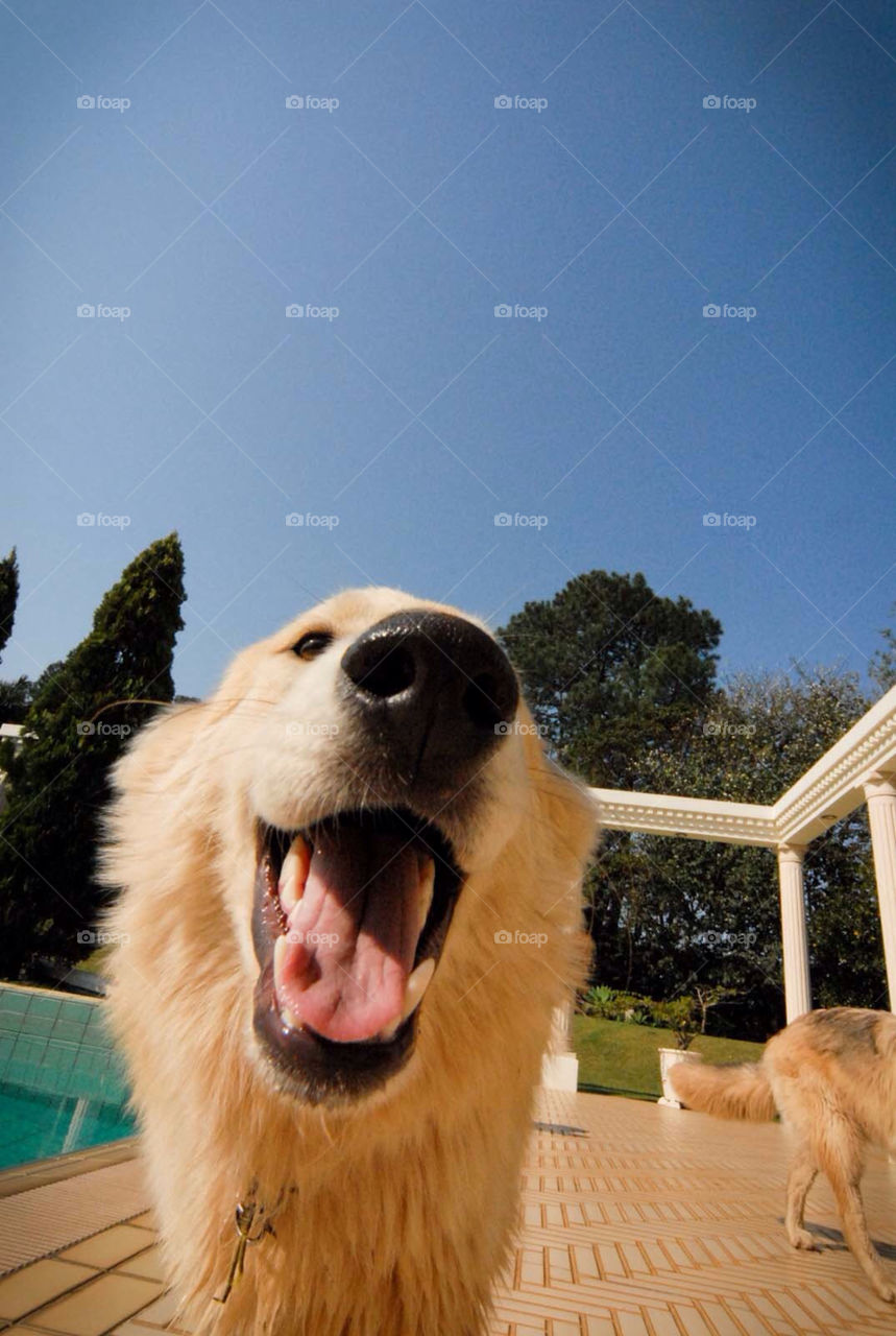 sky garden dog house by el62580000