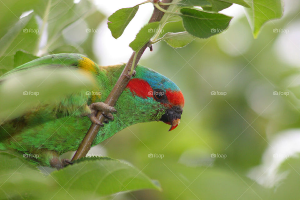 nature tree leaf bird by kshapley