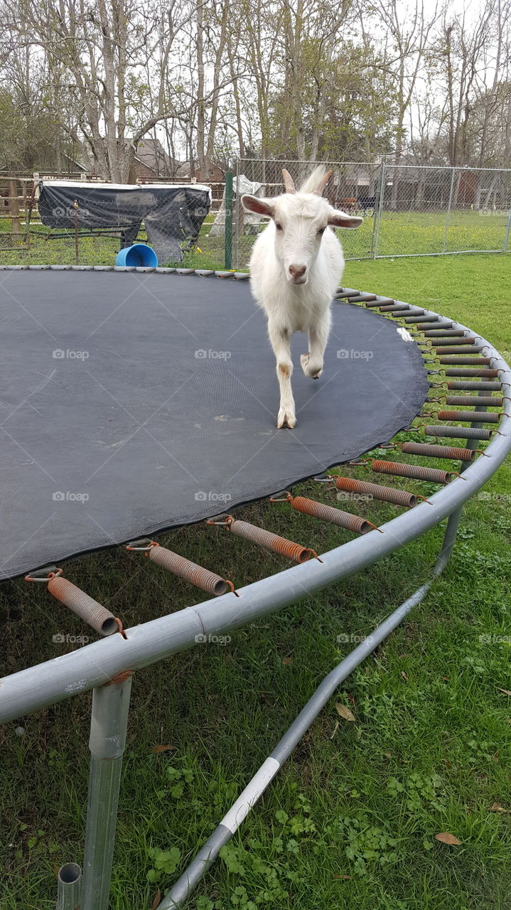 Haven’t you ever seen a goat on a trampoline?