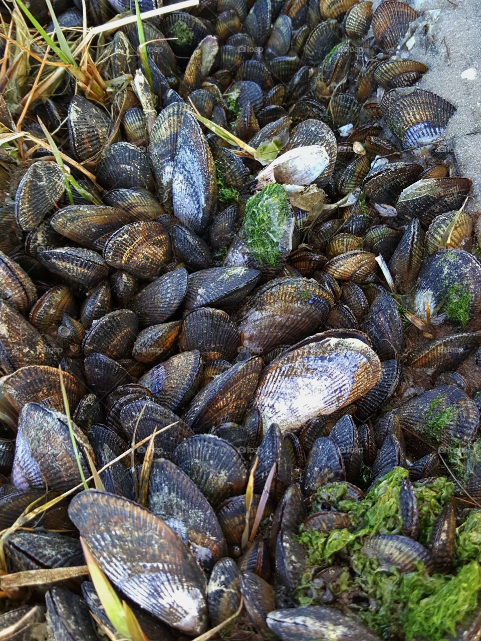 A GATHERING of SHELLS
