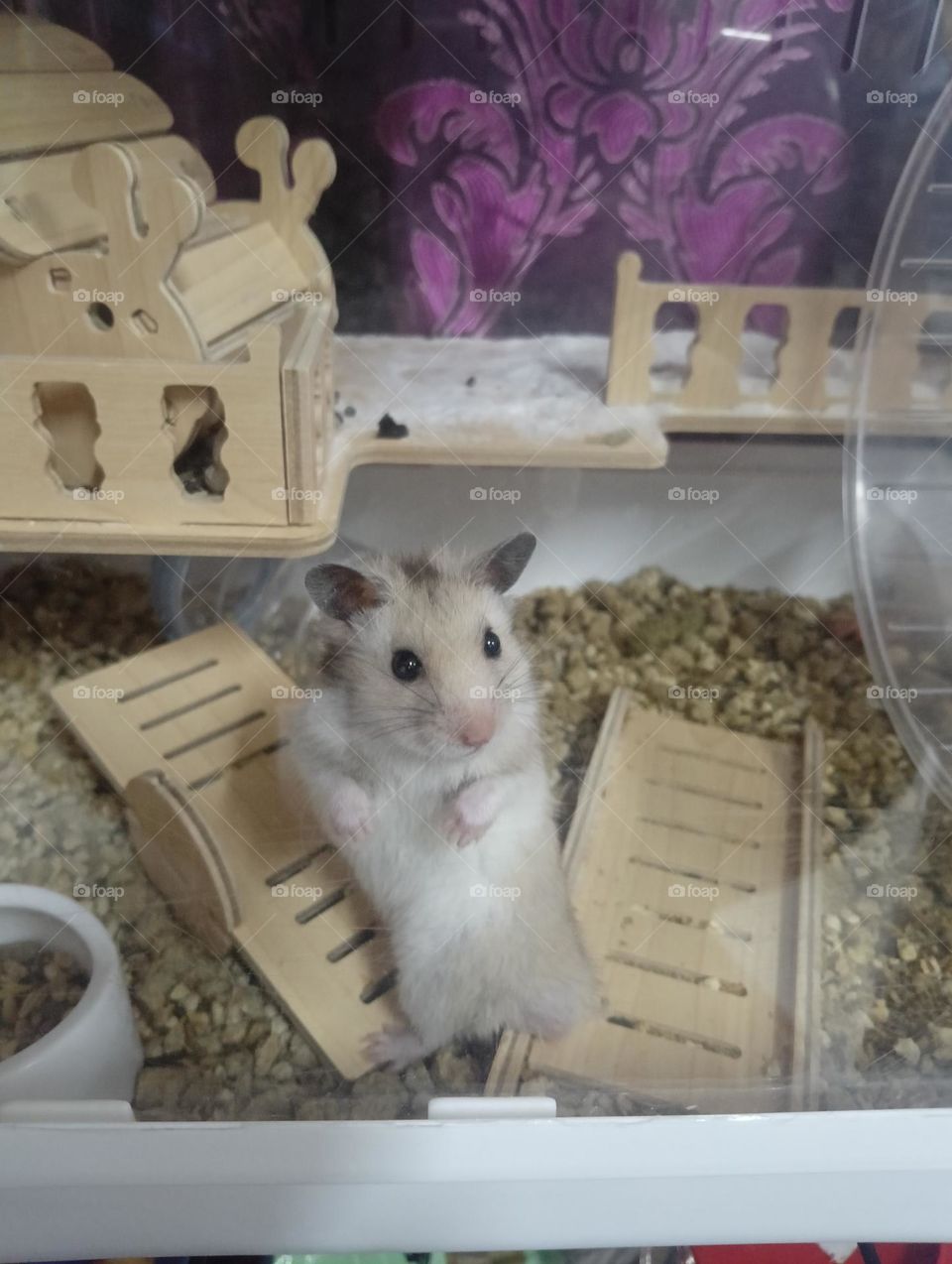 Hamster