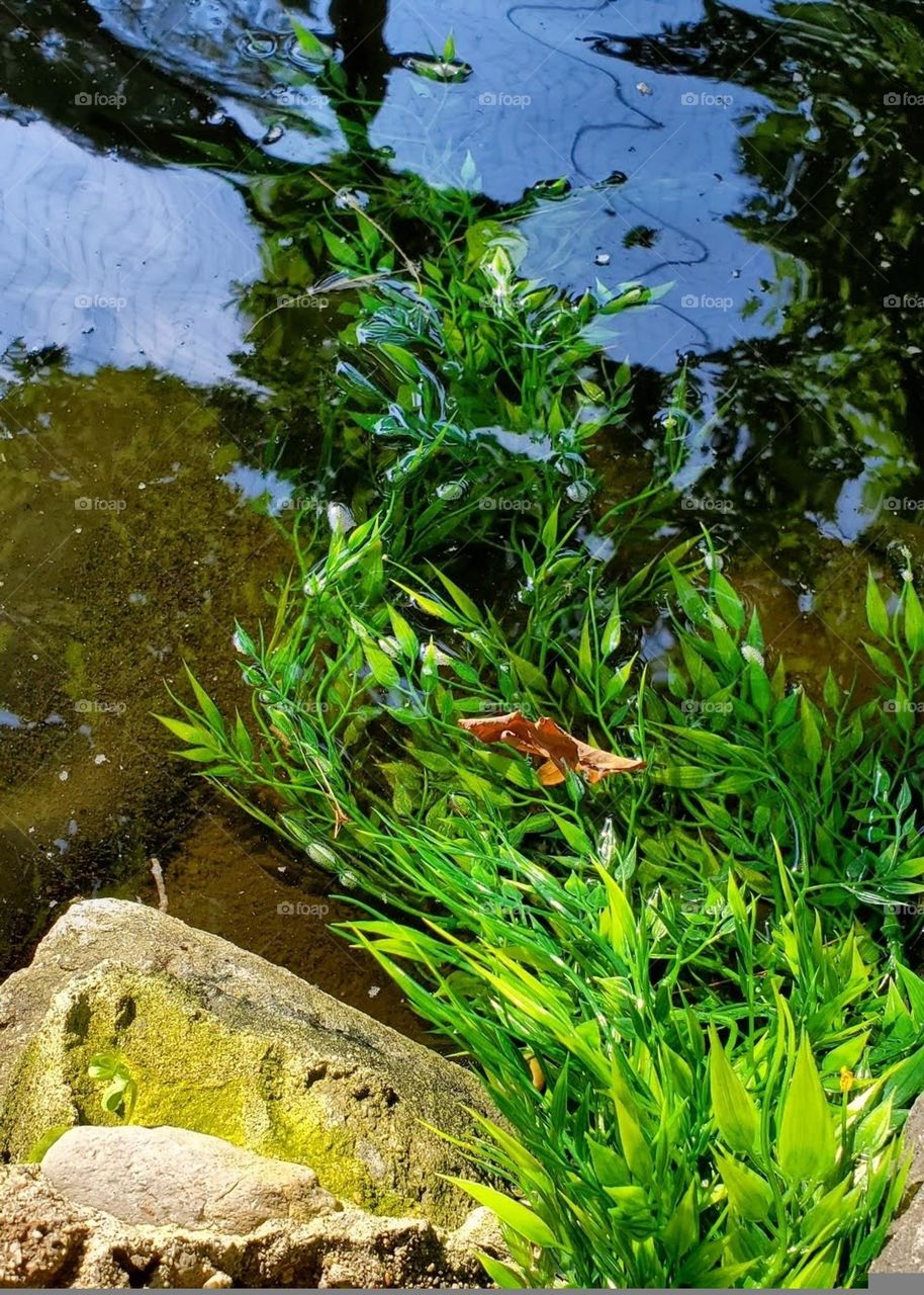 Peaceful view from the waters edge, with plants gently moving in the flow near rocks.
