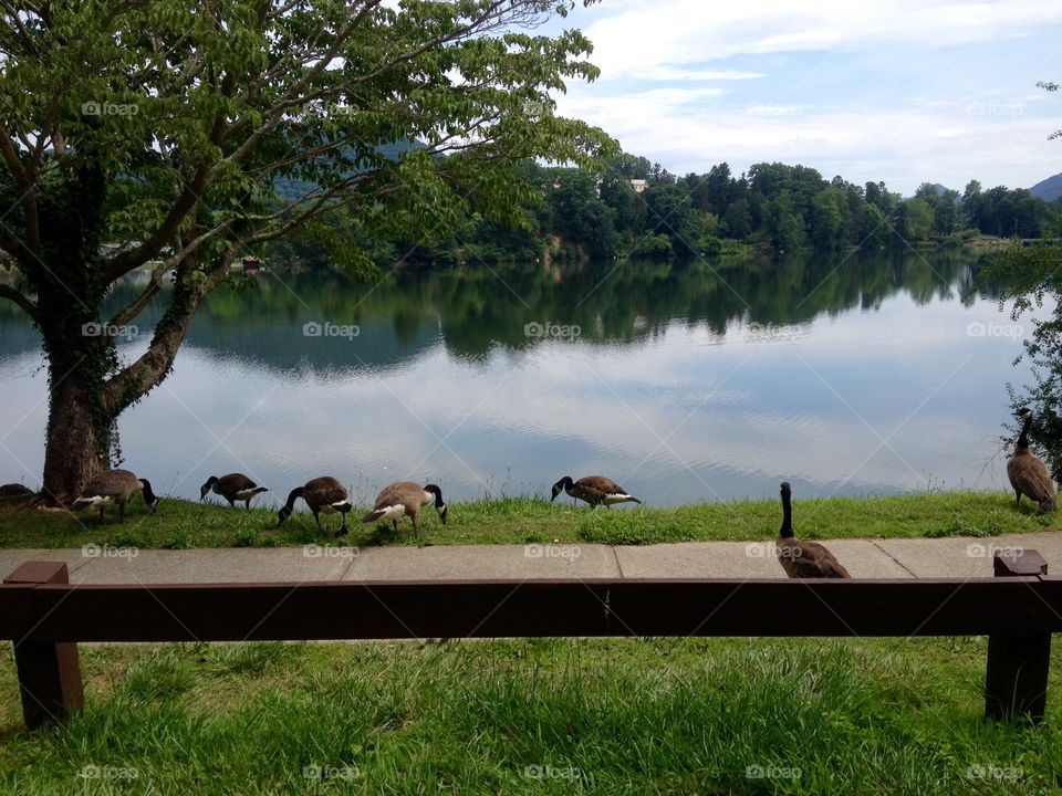 Geese on the lake bank