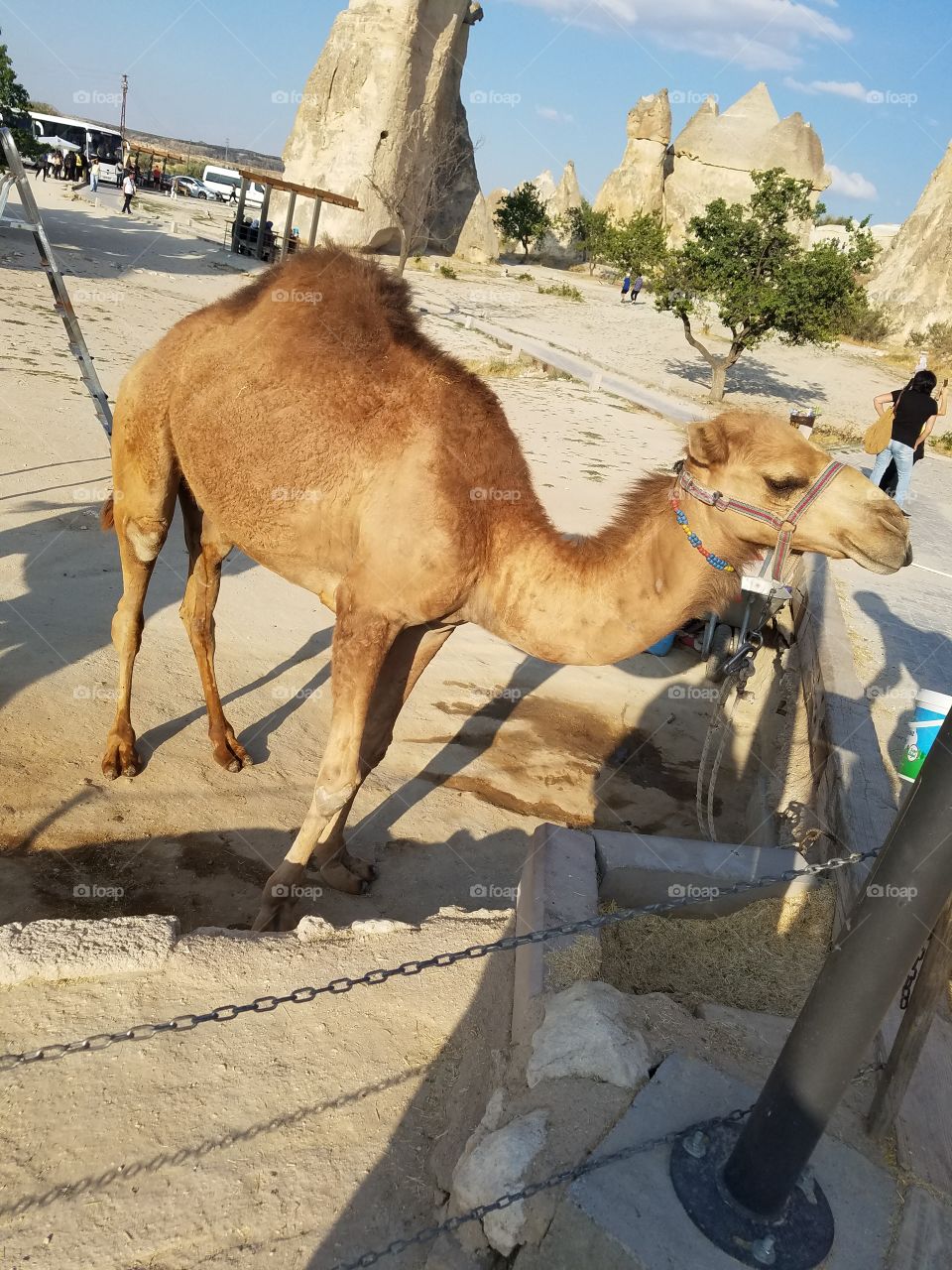 A camel in Cappadocia Turkey