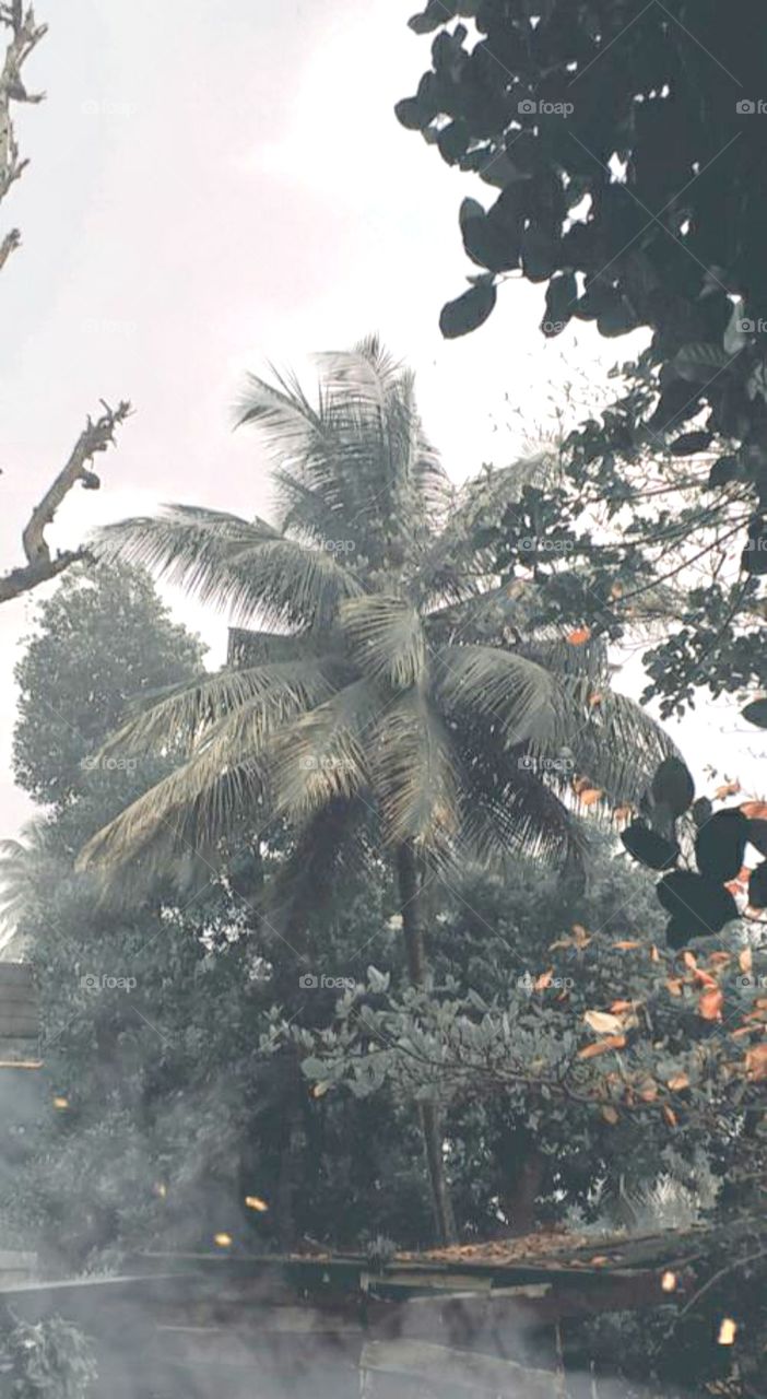 beautiful tree in autumn season morning click