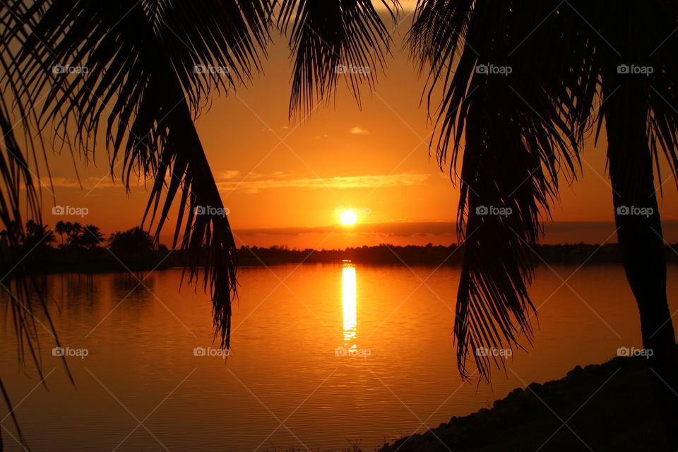 Framed Palm Fronds at Sunset
