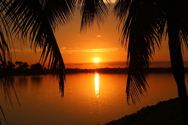 Framed Palm Fronds at Sunset