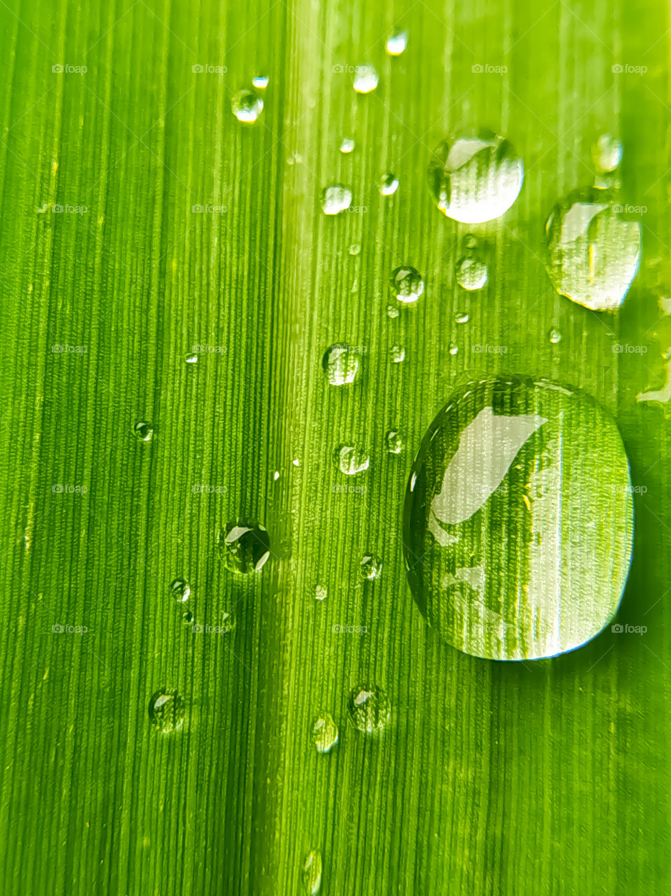 Large beautiful drops of transparent rain water on a green leaf macro. Drops of dew in the morning glow in the sun. Beautiful leaf texture in nature. Natural background