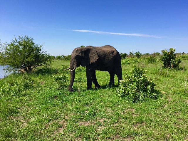 Elephant