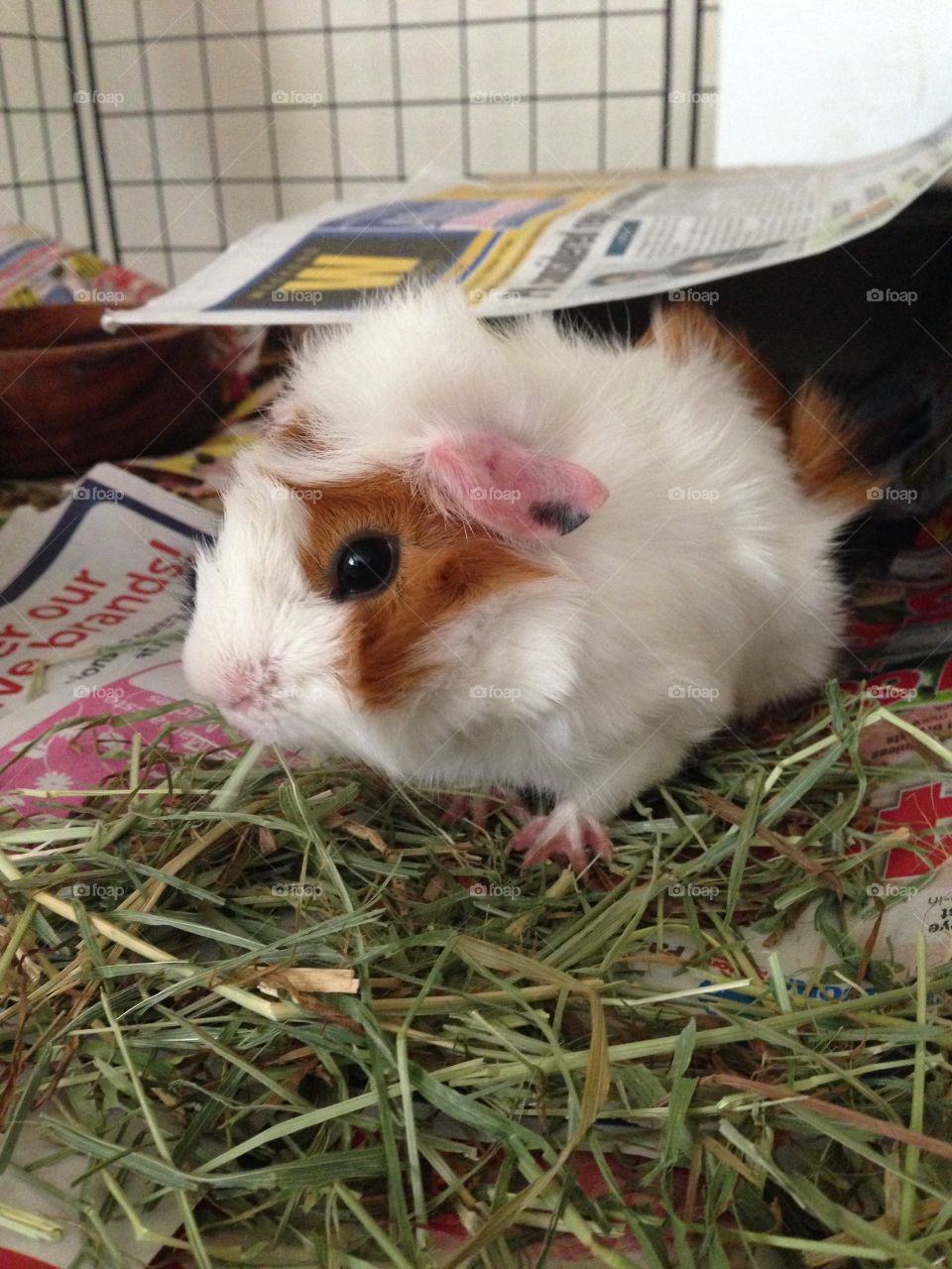 Guinepig (Kitty)