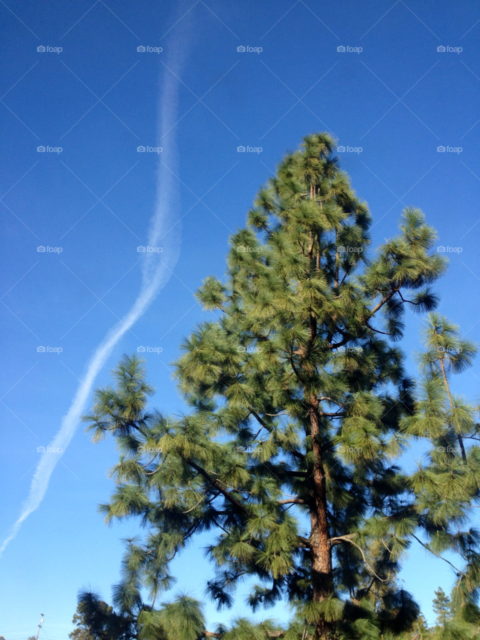 blue sky pine tree tree contrail by signals