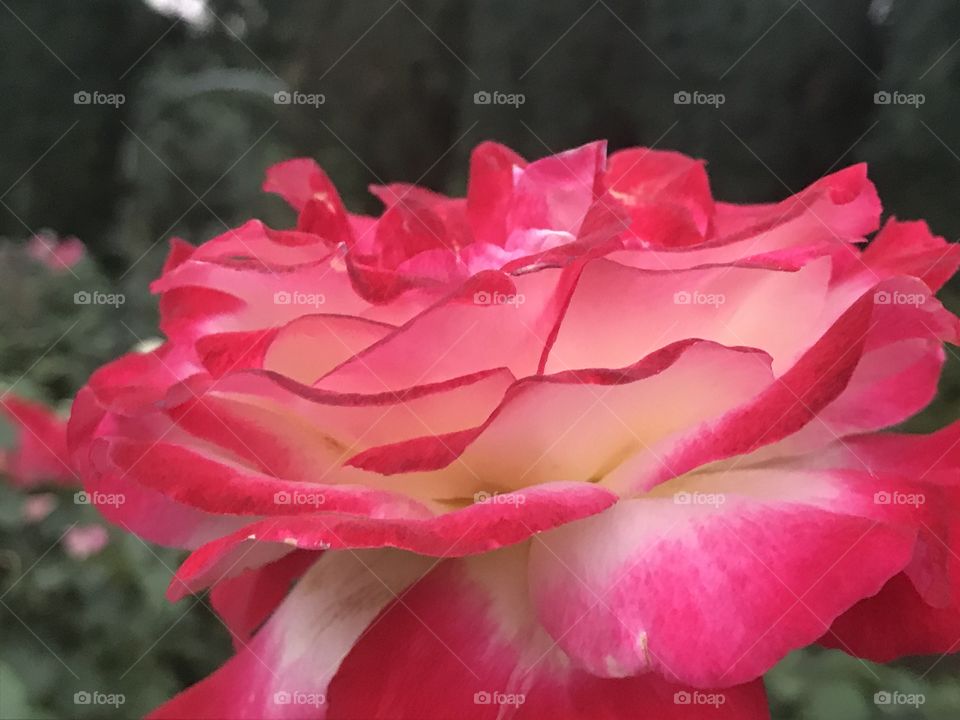 Print Frosted Rose