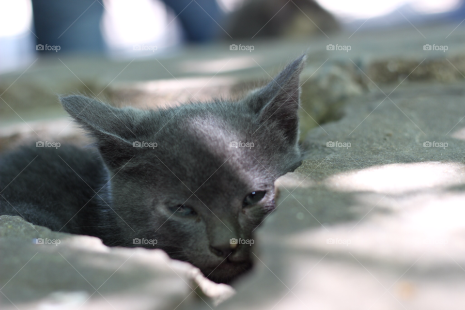 great grey cat animal by ederpino