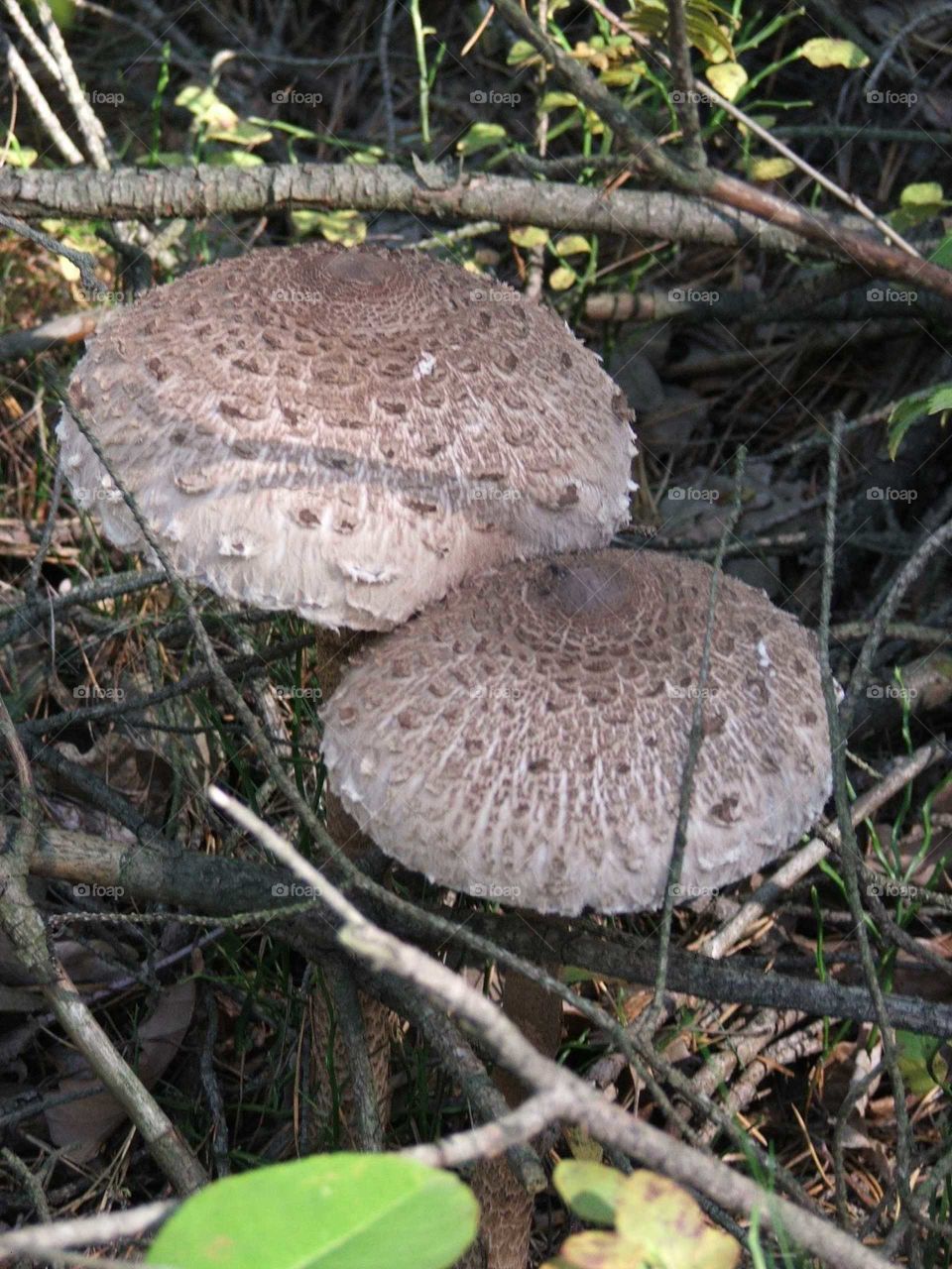 Mushrooms