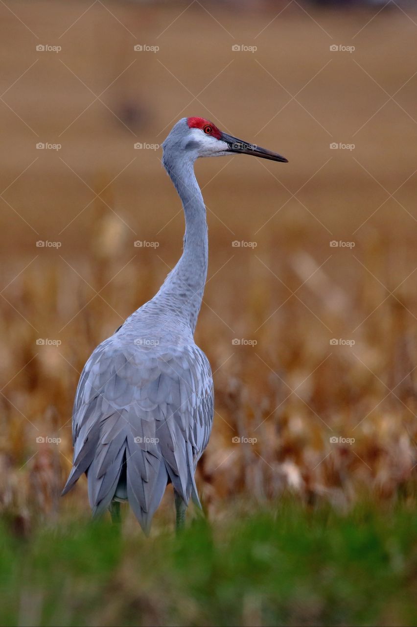 crane bird