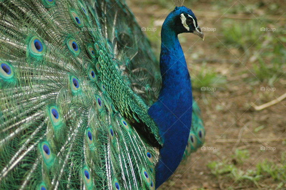 peacock