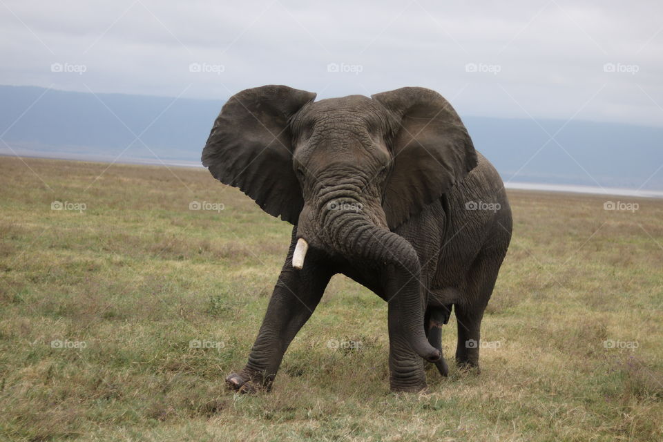 An aggressive African elephant in the Ngorongoro crater in Tanzania.