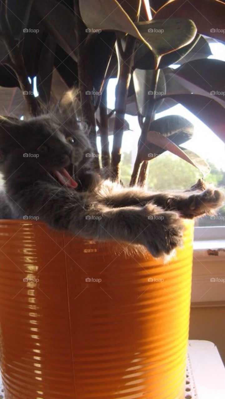 Lil kitty big yawn