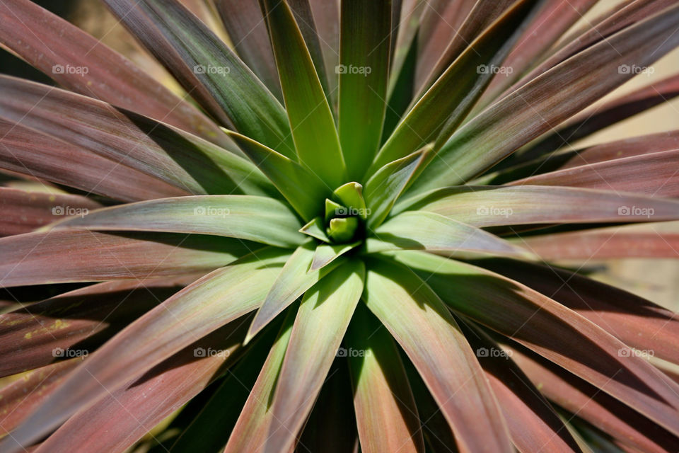 green brown cactus focus by majamaki