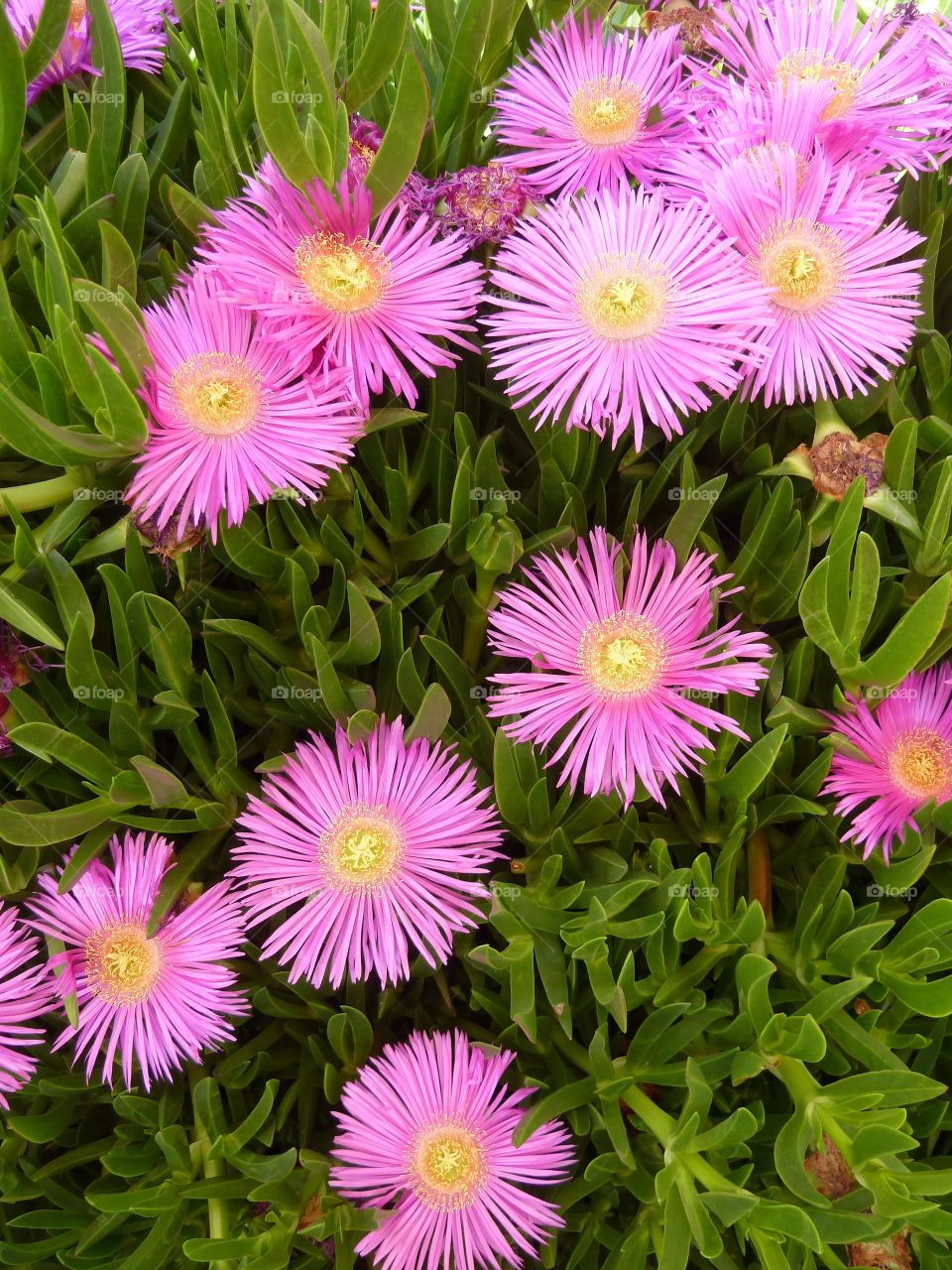 Colorful/Pink flowers 