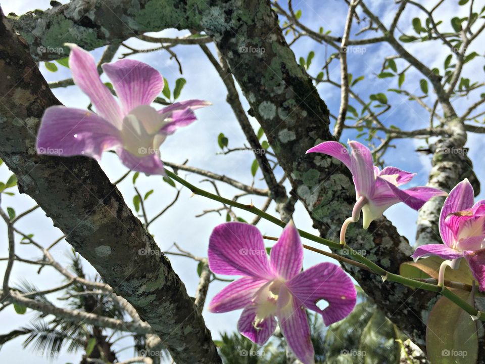 Beautiful flowers 