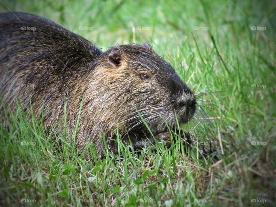 nutria