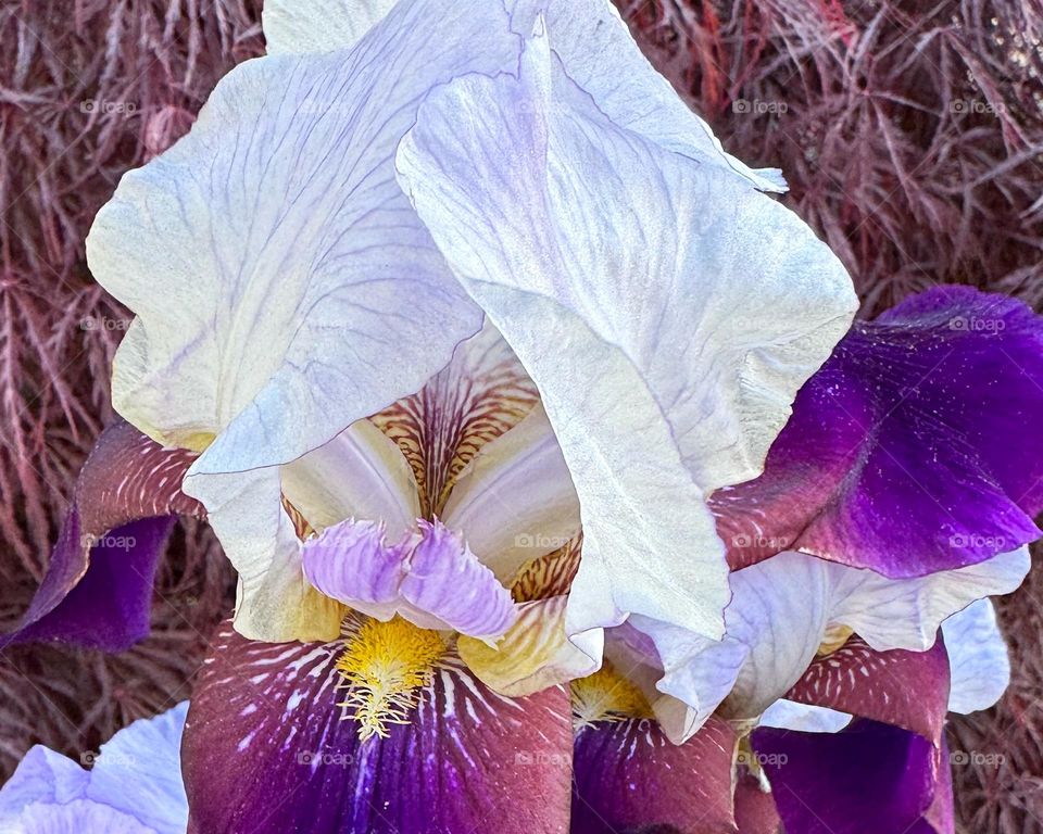 Purple, white and yellow Iris in my garden