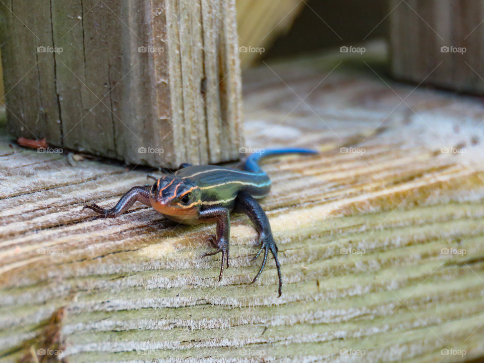 five-lined skink