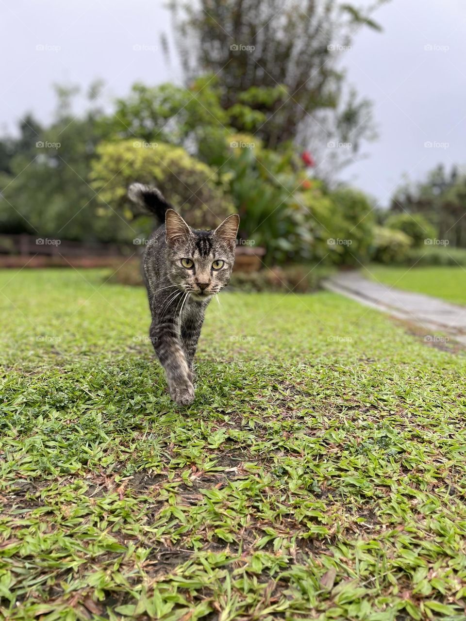 Kitty is following