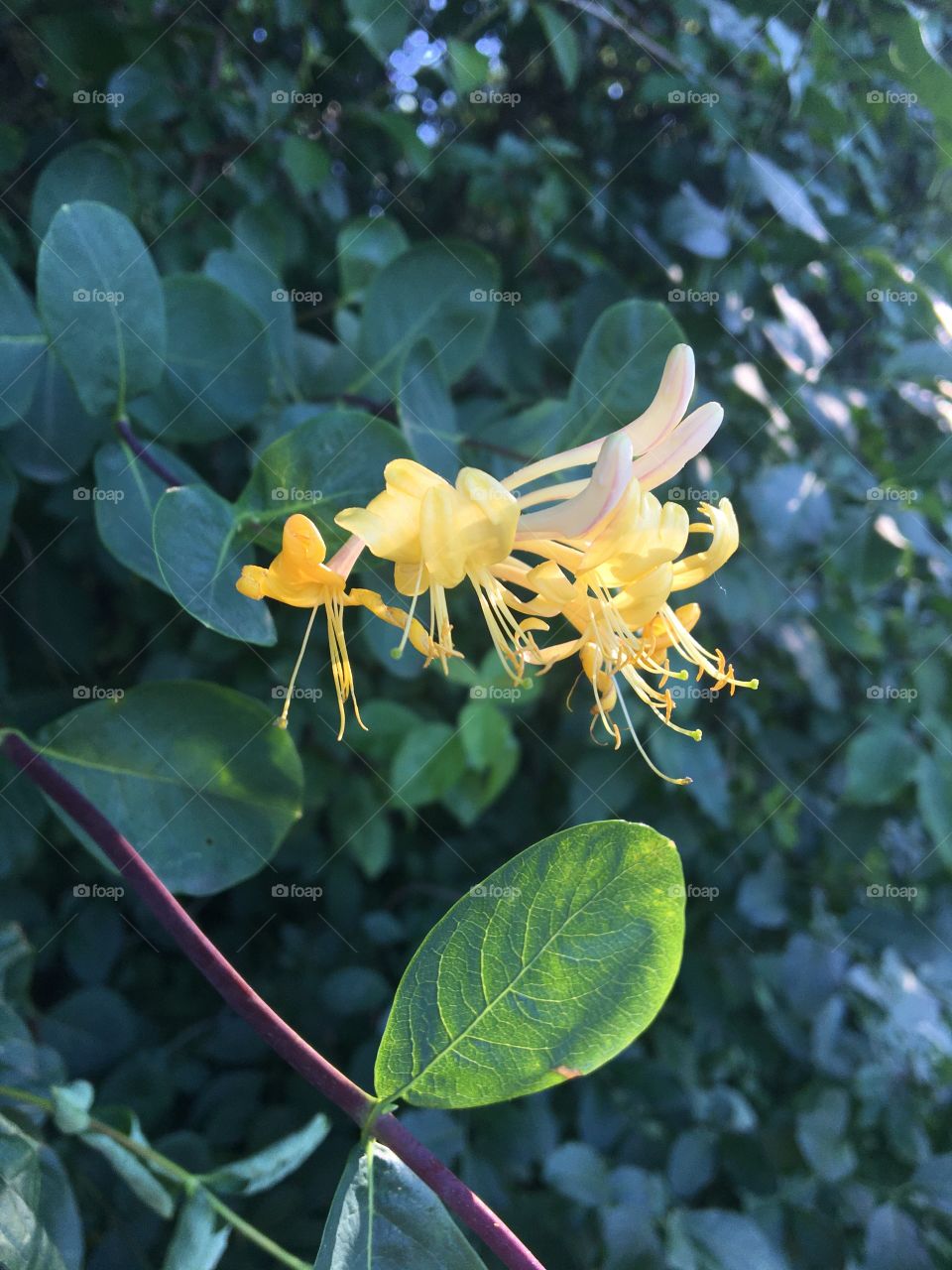 Wild honeysuckle 