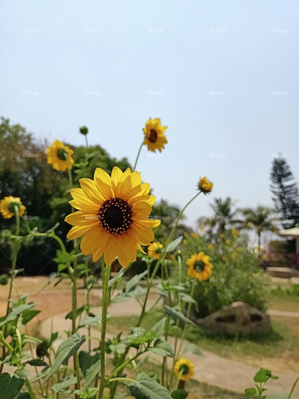 a picture of sun flower looking at the sun